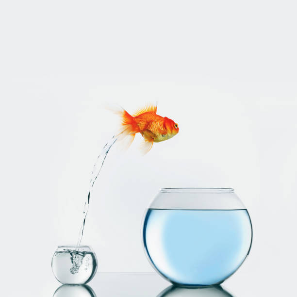 istock Gold fish jumping to big fishbowl 1479073691