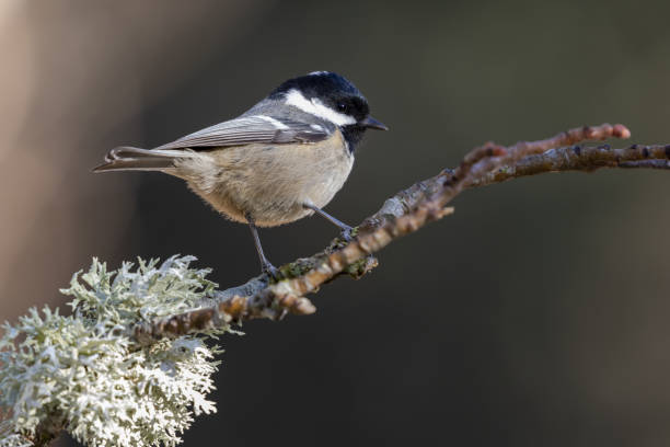 istock Closeup shot of coal tit perched on a treebranch with lichens 1479073818