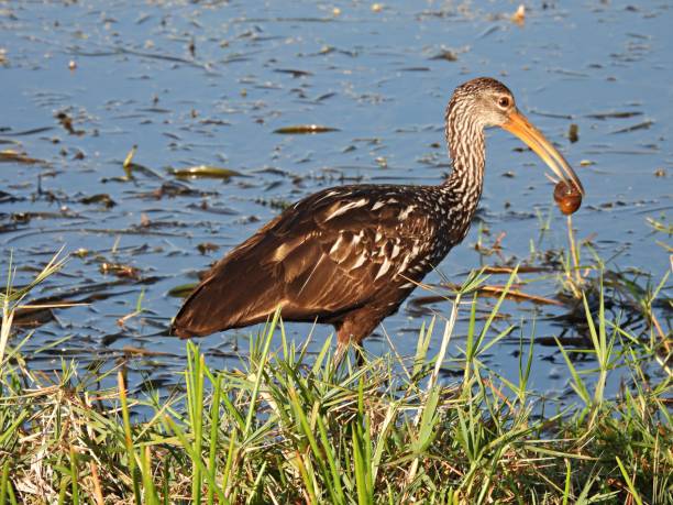 istock Limpkin (Aramus guarauna) -  with an apple snail in its mouth 1479074626
