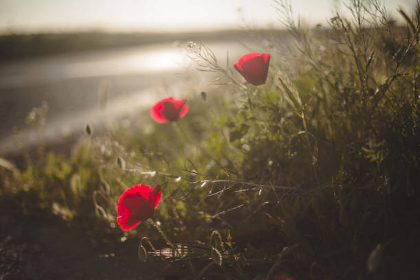 istock Selective focus shot of blooming red Poppies 1479074718