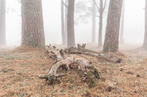 istock Broken drying tree trunks in the forest during a foggy day 1479075468