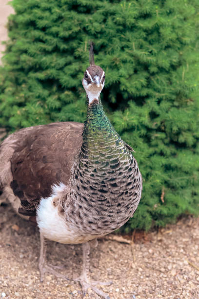 istock Peafowl looking at the camera 1479075874