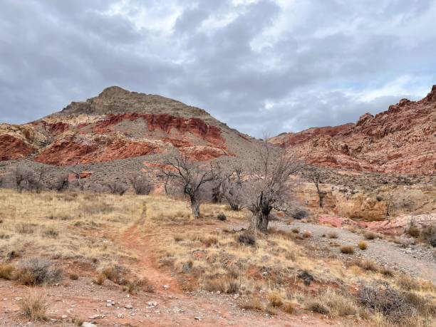 istock Desert landscape with barren trees at Red Rock Canyon. 1479076780