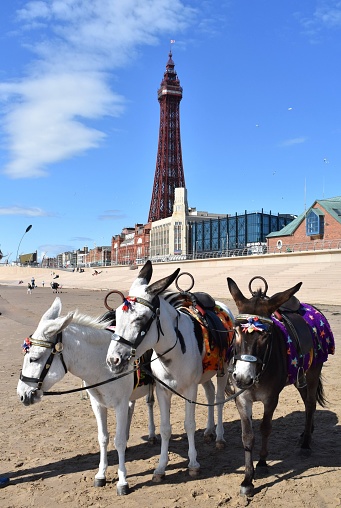A vertical shot of three donkeys standing in front of Blackpool Tower on a sunny day