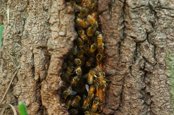 istock Swarm of bees inside the trunk 1479077747