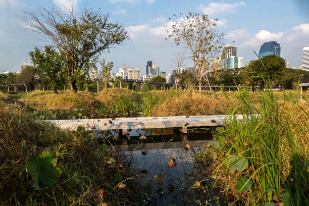istock Benjakitti Forest Park in Bangkok, Thailand 1479077816