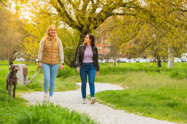 istock Walk in the park with a weimaraner 1479077920