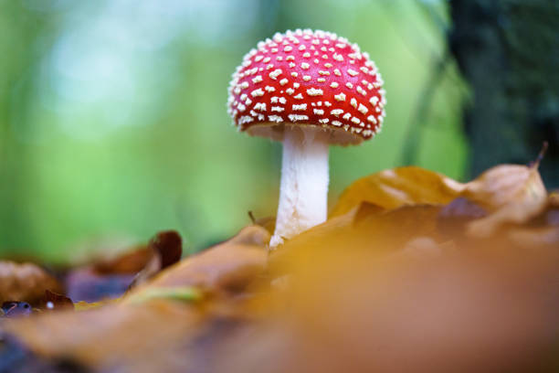 istock Selective focus of a poisonous fly agaric in the forest 1479079331