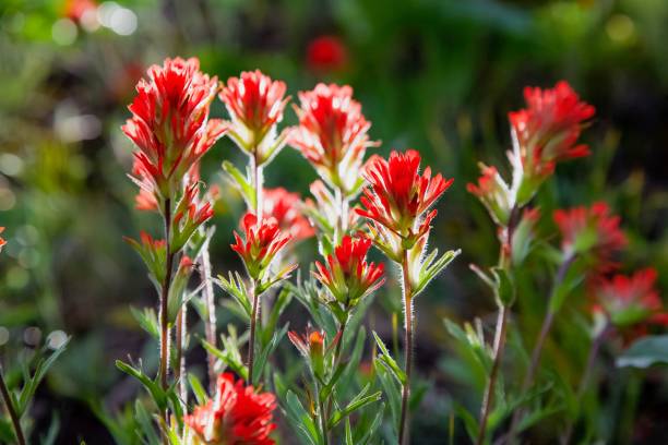 scène de jardin animée avec une abondance de castillejas rouges - indian paintbrush photos et images de collection