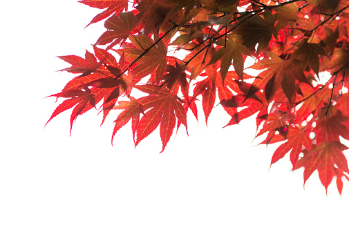 Red Japanese Maple isolated on white background. Acer palmatum.