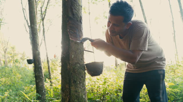 Gardener tapping latex from a rubber tree in rubber forest.