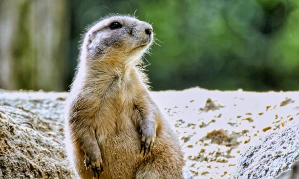 istock the ground squirrel is standing on a rock and looks up 1479083807