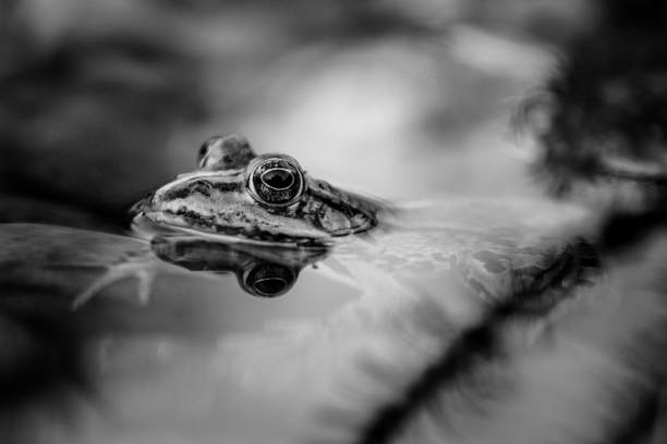 istock Grayscale closeup shot of a toad peeking out from a lake surface 1479084095