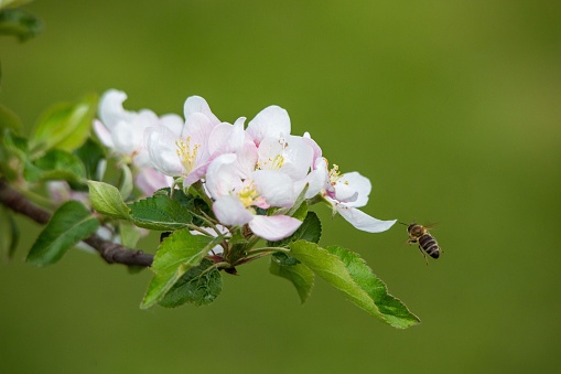 A bee is flying near an apple tree in full bloom, signifying the arrival of the spring season