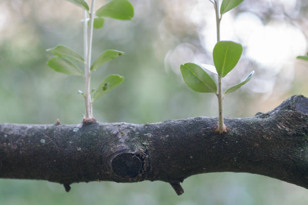 A selective focus shot of tree branches and leaves