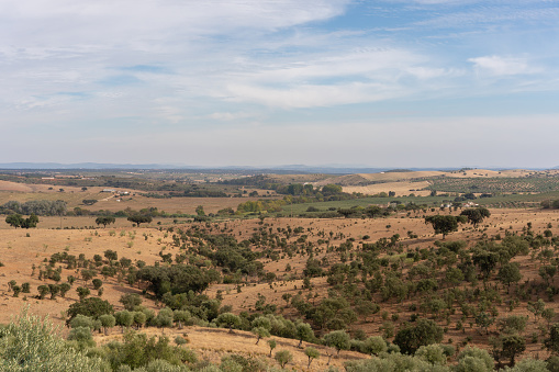 Alentejo beautiful green and brown landscape with olive and cork trees in Terena, Portugal