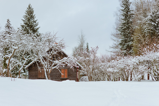 Beautiful winter scenery with a wooden cottage by the snowy trees