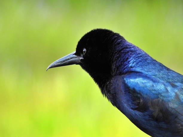 istock Boat-tailed Grackle (Quiscalus major) - male 1479086063