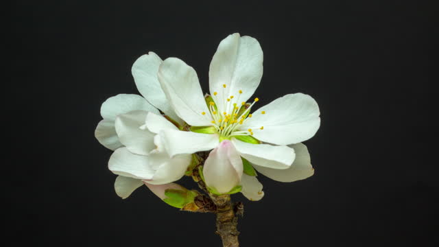 Almond flower blooming and rotating against black background in a time lapse video.