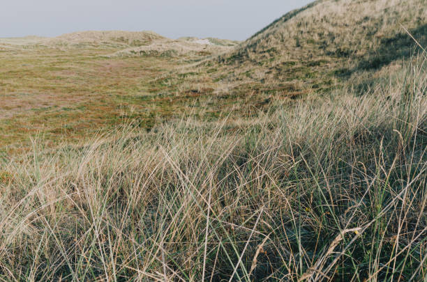 istock Grassland on the hills on a windy day 1479087306