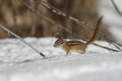 Least chipmunk Routt County Colorado Winter Snow Mammal
