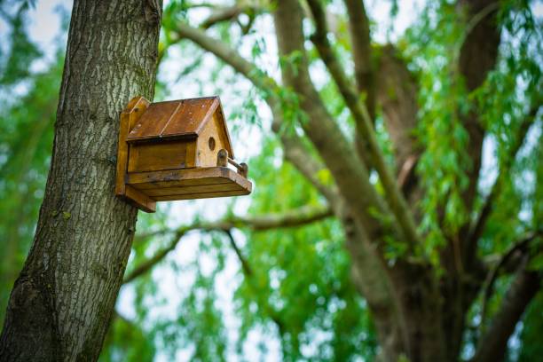 istock Rustic wooden birdhouse on a tree branch, surrounded by lush green foliage 1479089042