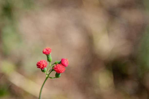 Wildflowers typical for winter in Colima, Mexic