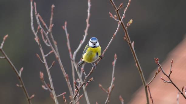 istock Blue tit perched on a branch against a natural background 1479090096