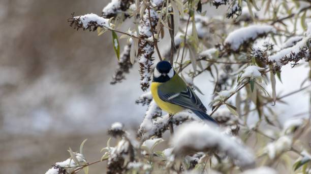 istock Blue tit perched  atop a snow-covered branch against a crisp winter backdrop 1479090130