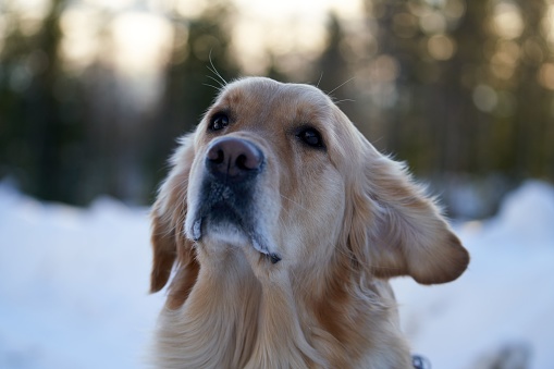 A close up of a cute golden retriever with a snowy background