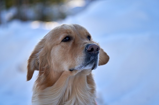 A close up of a golden retriever with a snowy background