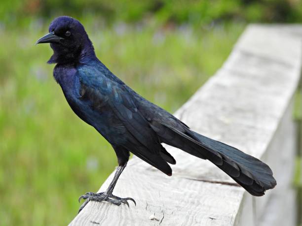 istock Boat-tailed Grackle (Quiscalus major) -male perched on a wood railing 1479092304