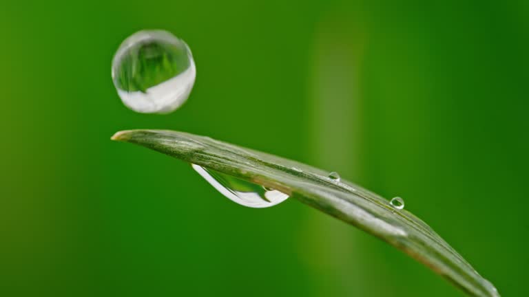 Slow motion Close-up of a Raindrop Falling on a Green Leaf