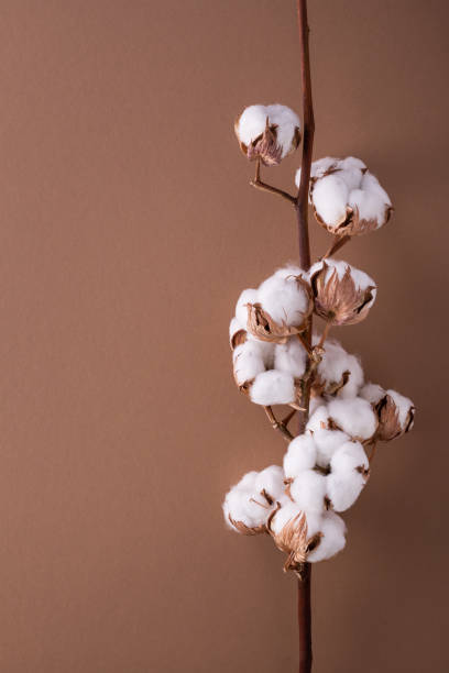 istock Cotton branch on beige background top view. Minimal composition from delicate cotton flowers for design with blank space. 1479093811