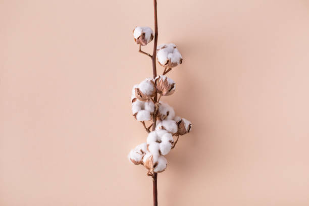 istock Cotton branch on beige background top view. Minimal flat lay composition from delicate cotton flowers for design with blank space. 1479093831