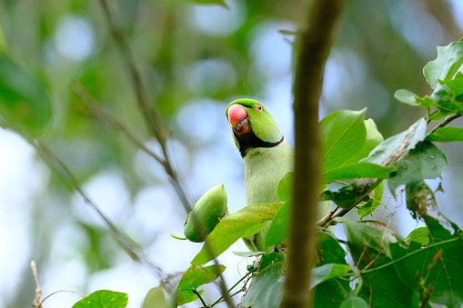 A beautiful vibrant Rose-ringed parakeet perched on the tree full of leaves