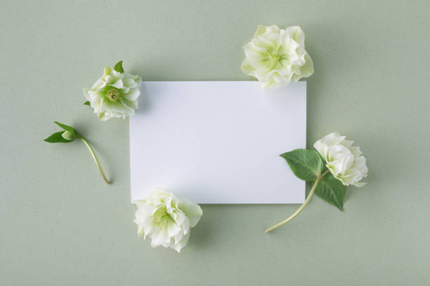 istock Invitation card mockup with empty paper blank decorated natural flowers top view. Minimal aesthetic template. 1479094066
