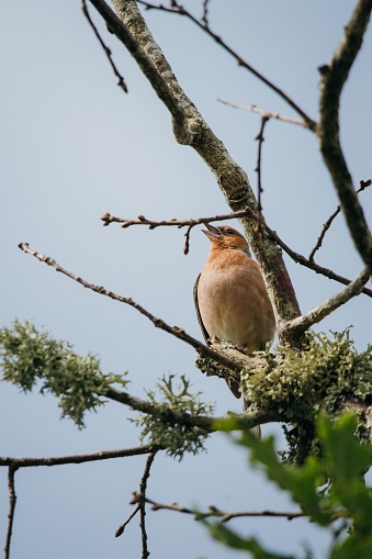 A close-up shot of a Hawfinch bird perched on a branch in a tree