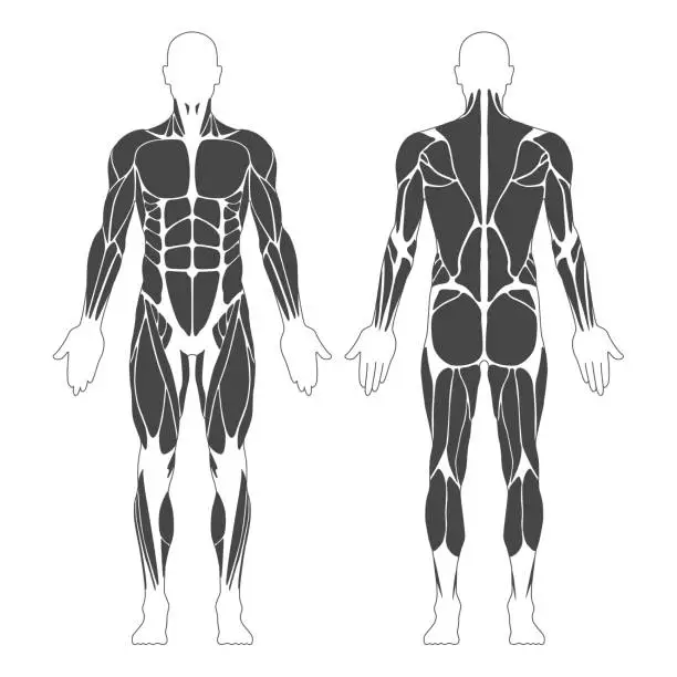 Vector illustration of Muscular System. Human Body. Male Anatomy. Athletyc Fitness Trainig Gym Workout Vector Illustration. Front and Back View