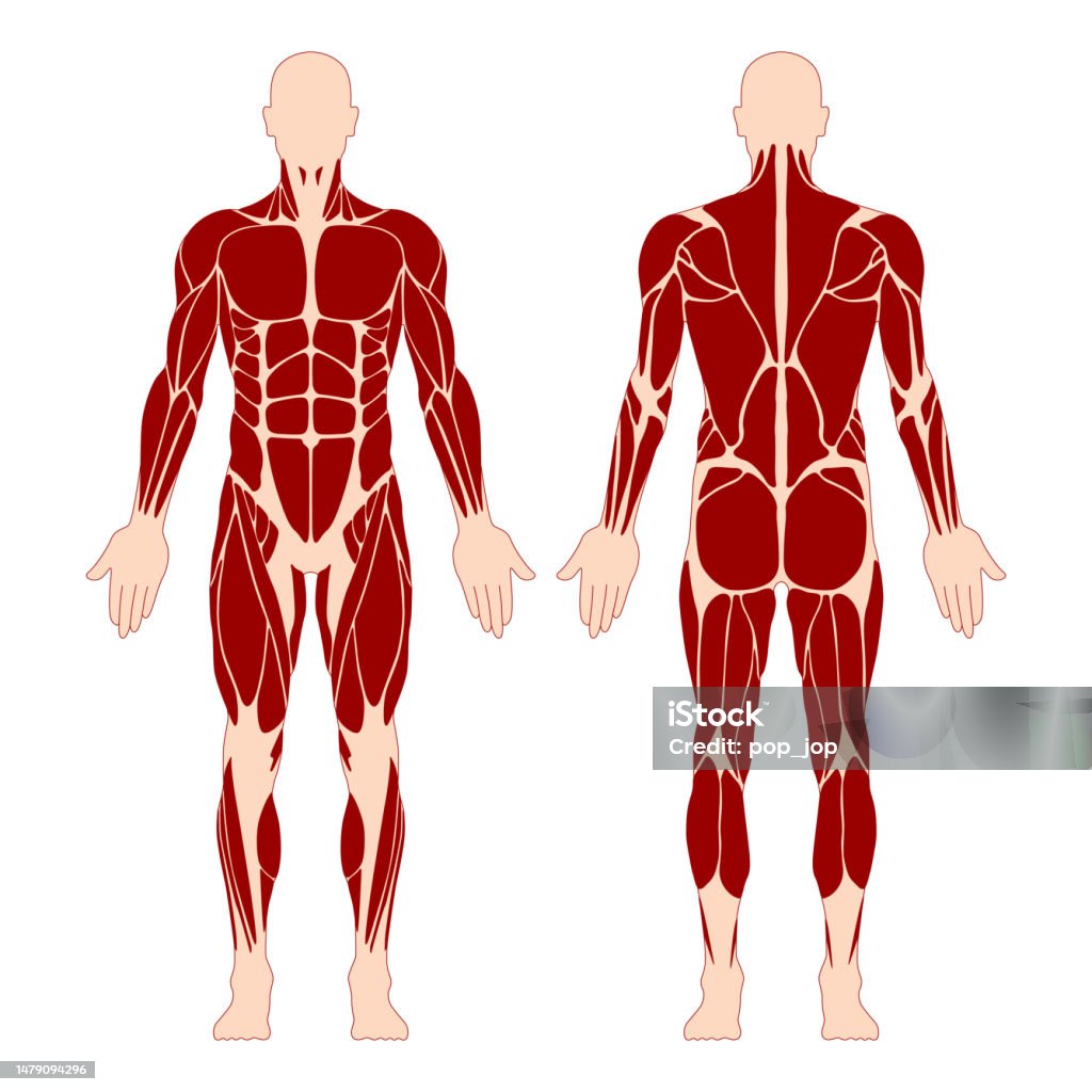 Sistema muscolare. Corpo umano. Anatomia maschile. Athletyc Fitness Trainig Gym Workout Illustrazione vettoriale. Vista frontale e posteriore - arte vettoriale royalty-free di Muscolo Sistema muscolare. Corpo umano. Anatomia maschile. Athletyc Fitness Trainig Gym Workout Illustrazione vettoriale. Vista frontale e posteriore - arte vettoriale royalty-free di Muscolo