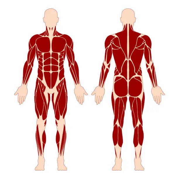 Vector illustration of Muscular System. Human Body. Male Anatomy. Athletyc Fitness Trainig Gym Workout Vector Illustration. Front and Back View