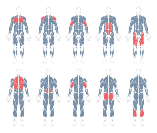 ilustrações de stock, clip art, desenhos animados e ícones de muscular system. human body. male anatomy. athletyc fitness trainig gym workout vector illustration. front and back view - human muscle illustrations