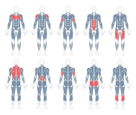Muscular System. Human Body. Male Anatomy. Athletyc Fitness Trainig Gym Workout Vector Illustration. Front and Back View
