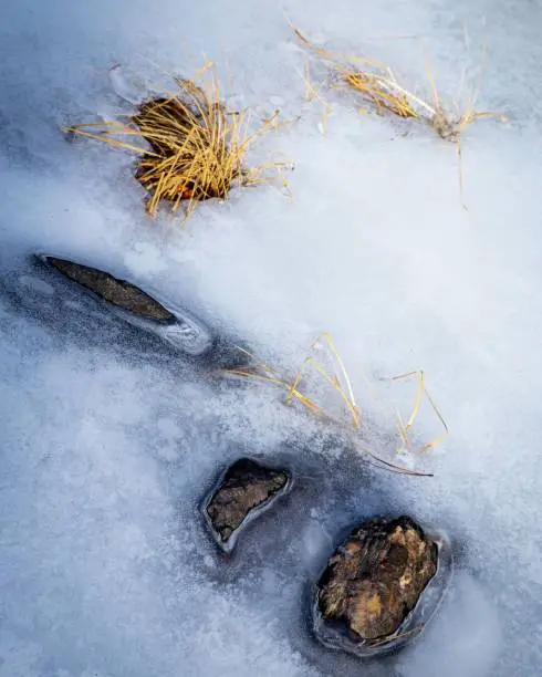 The stones and grass in a frozen lake.