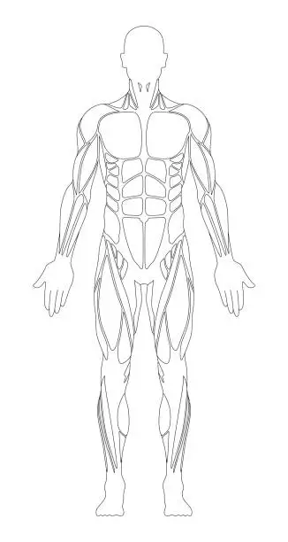 Vector illustration of Muscular System. Human Body. Male Anatomy. Athletyc Fitness Trainig Gym Workout Vector Illustration. Front View