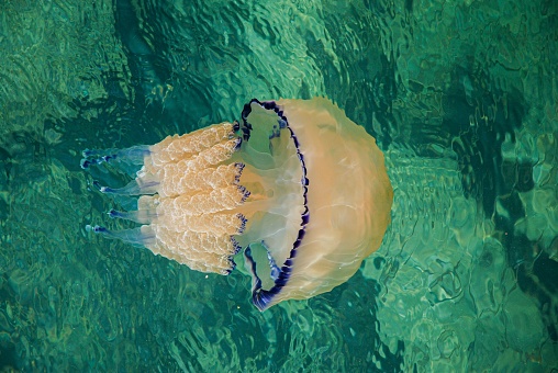 A closeup of Rhizostoma pulmo, a barrel jellyfish in the green water.
