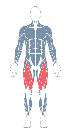 Muscular System. Human Body. Male Anatomy. Athletyc Fitness Trainig Gym Workout Vector Illustration. FrontView
