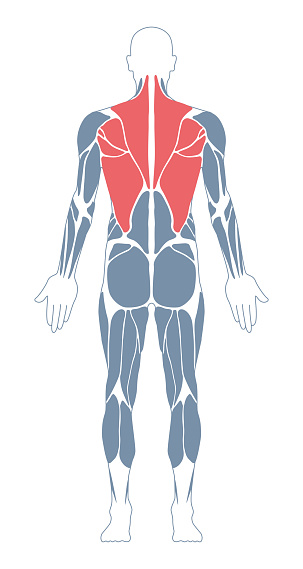 Muscular System. Human Body. Male Anatomy. Athletyc Fitness Trainig Gym Workout Vector Illustration. Back View