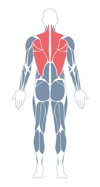 Vector illustration of Muscular System. Human Body. Male Anatomy. Athletyc Fitness Trainig Gym Workout Vector Illustration. Back View. Dorsi Muscles