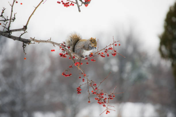 Selective focus of a squirrel on a tree branch with red fruits in winter